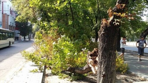 , Наураганило… В Черкасах 1 липня вітер повалив електроопори та дерева, Надросся Online