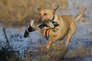 , За тиждень на Черкащині виявили 10 випадків порушень правил полювання, Надросся Online