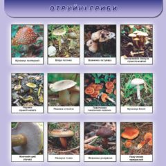 , Гриби «атакують»: що треба знати, щоб не отруїтися, Надросся Online