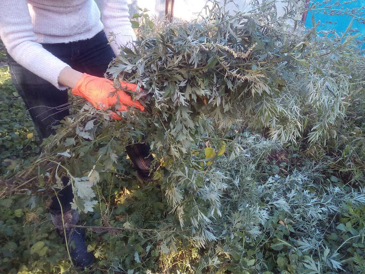 , Амброзія: біда для алергіків. Хто піде на боротьбу із злісним бур’яном?, Надросся Online