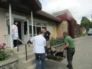 , У Корсуні провели відлов і стерилізацію безпритульних тварин, Надросся Online