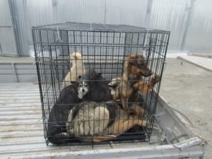 , У Корсуні провели відлов і стерилізацію безпритульних тварин, Надросся Online