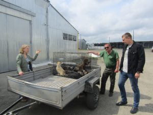 , У Корсуні провели відлов і стерилізацію безпритульних тварин, Надросся Online